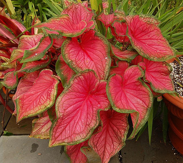 Caladium store and dogs